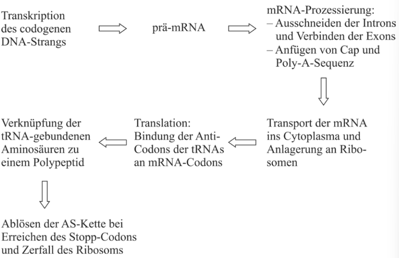 Diagramm der Genexpression: Transkription, prä-mRNA-Prozessierung, mRNA-Transport, Translation und Polypeptidbildung.